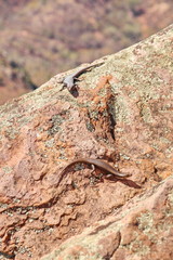 Skink lizard in Australian outback