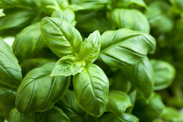 fresh basil leaves