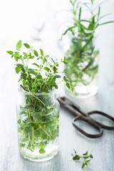 fresh thyme and rosemary in glass