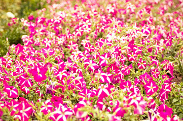 Obraz na płótnie Canvas Beautiful pink flowers
