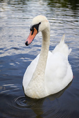 Swan in lake