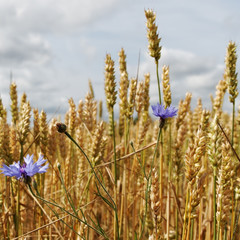 Wheat field.