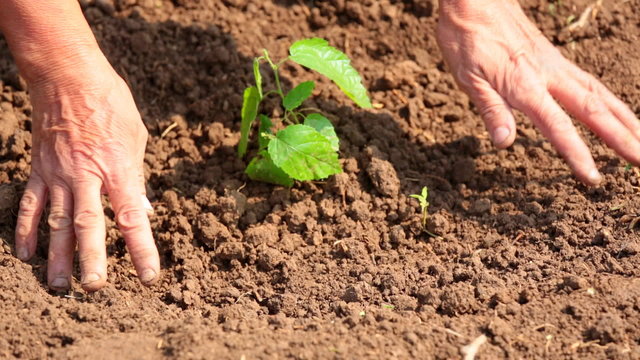 Closeup of human hands planting a small tree into soil