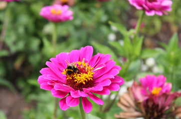 Obraz premium Bee with flower