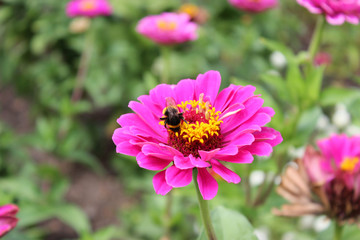 Obraz premium Bee with flower