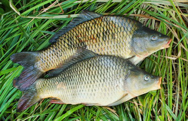 Fishing catch. The Common Carp ( Cyprinus Carpio ).