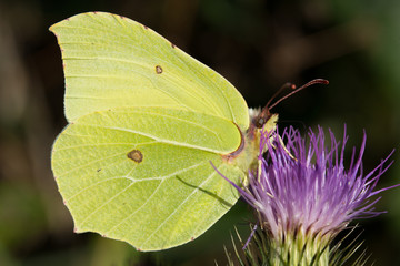 Common Brimstone