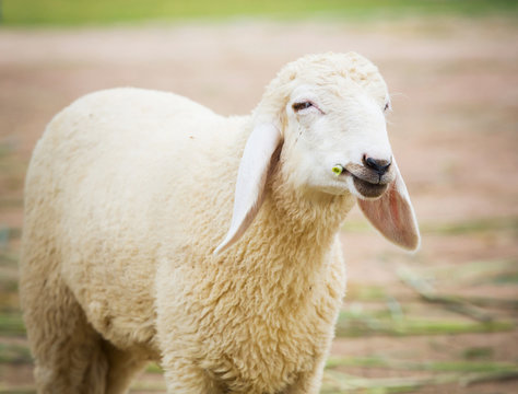 White sheep