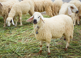 Fototapeta premium White sheep