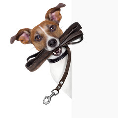 dog with leather leash - 55218016