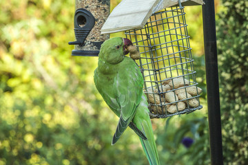 Parakeet 5