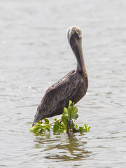 Brown pelican (Pelecanus occidentalis)