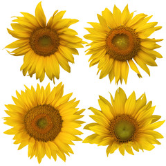 Four different sunflowers isolated against white