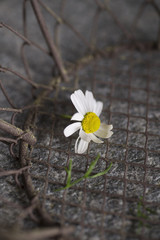 Obraz premium Kamillenblüte
