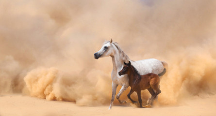Arabian Mare and foal galloping in desert - 55220221