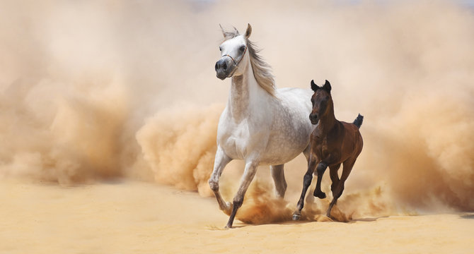 Arabian Mare and foal galloping in desert