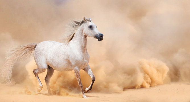 arab stallion in desert