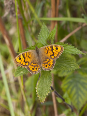 Obraz premium wall brown butterfly on nettle leaf