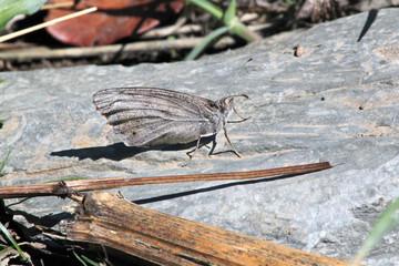 Mariposa posada