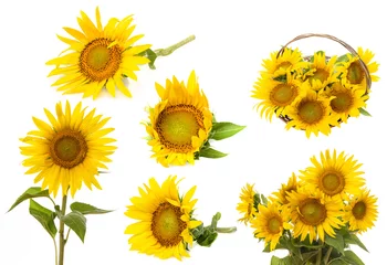 Fotobehang Zonnebloemen zonnebloemen collectie