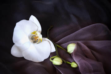 Fototapeta na wymiar WHite orchid on blak and purple silk.Sophistication symbol.
