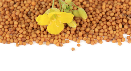 Mustard seeds with mustard flower isolated on white