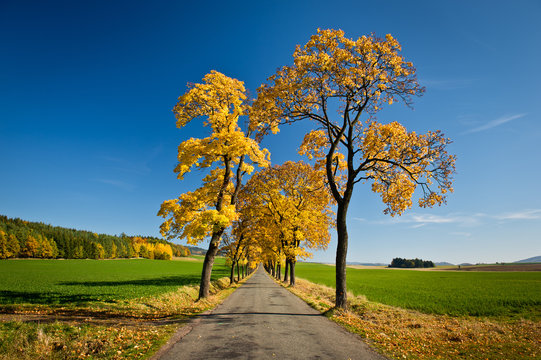 Beautiful golden autumn alley © VOJTa Herout