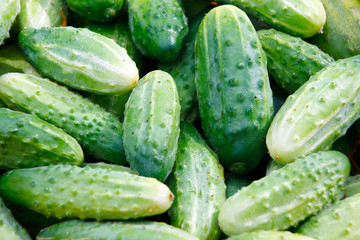 Texture of green cucumbers