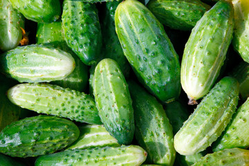 Texture of green cucumbers