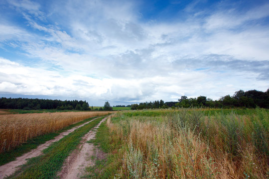 Landscape with road and field of wheat