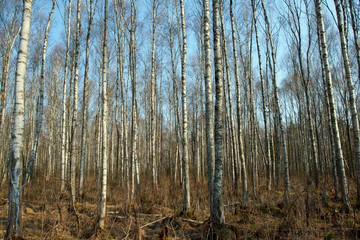 Trunks of birch trees and roots in Autumn