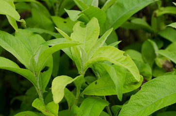 Ngai Camphor (The herb is used to extract camphor)