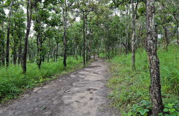 Hiking trail through dipterocarp forest, Thailand