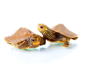 Fototapeta premium Baby turtles