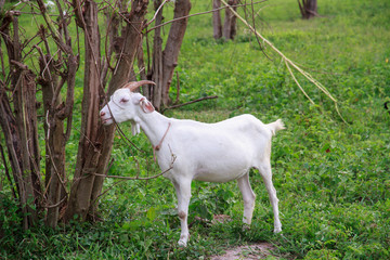 Fototapeta premium Goat farm