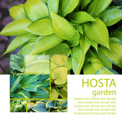 Hosta with water drops