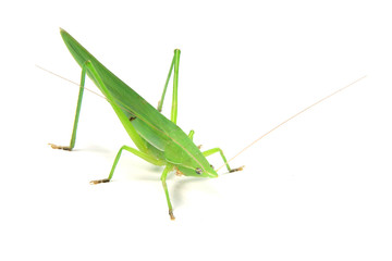 green cricket
