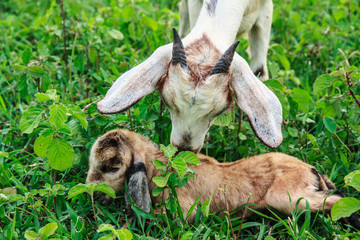 Goat farm