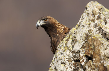 GOLDEN EAGLE, Aquila chrysaetos