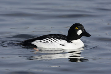 Obraz premium Goldeneye, Bucephala clangula