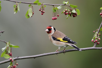 Goldfinch, Carduelis carduelis