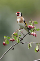 Goldfinch, Carduelis carduelis