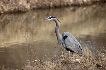 Great-blue heron, Ardea herodias