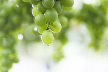 pick up ripe grape in the Vineyards