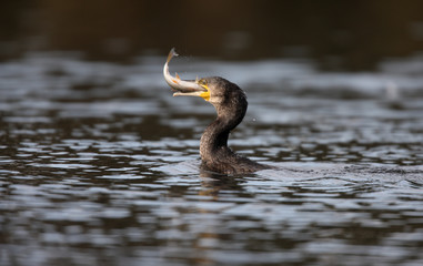 Great cormorant, Phalacrocorax carbo
