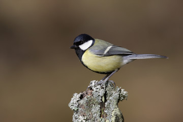 Great tit, Parus major