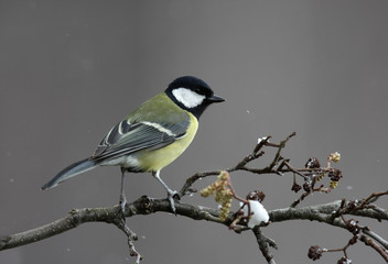 Great tit, Parus major