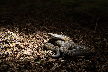 Adder, Vipera berus