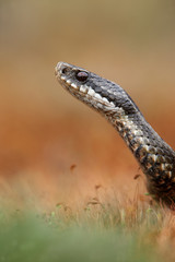 Adder, Vipera berus