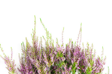 Heather on the white background